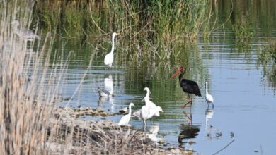 Σπάνιος-μαυροπελαργός-εμφανίστηκε-στην-Κάρλα,-βίντεο-και-φωτογραφίες