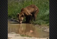 Αρκουδάκι-εμφανίστηκε-στη-μέση-του-δρόμου-στην-Εορδαία,-δείτε-βίντεο
