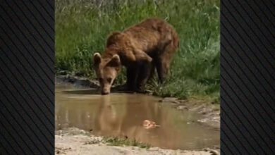 Αρκουδάκι-εμφανίστηκε-στη-μέση-του-δρόμου-στην-Εορδαία,-δείτε-βίντεο