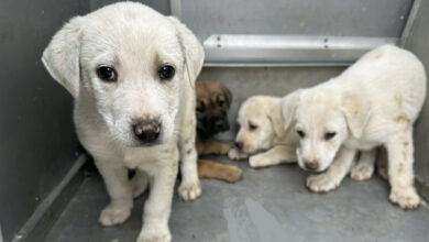 Διάσωση-τεσσάρων-κουταβιών-που-είχαν-παγιδευτεί-σε-σωλήνα-στις-Αχαρνές