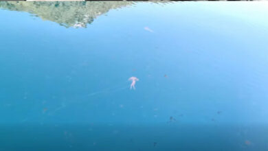 Γέμισε-καφέ-και-μωβ-μέδουσες-ο-Ευβοϊκός,-δείτε-βίντεο