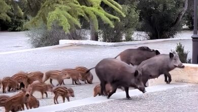 Οικογένεια-από-αγριογούρουνα-πήγε…-καλεσμένη-σε-γάμο-στους-Θρακομακεδόνες,-δείτε-βίντεο