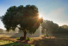 Καιρός:-Επιμένει-το-«μίνι-καλοκαίρι»,-δείτε-πού-θα-φτάσει-σήμερα-ο-υδράργυρος-τους-33-βαθμούς