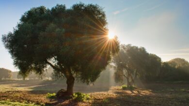Καιρός:-Επιμένει-το-«μίνι-καλοκαίρι»,-δείτε-πού-θα-φτάσει-σήμερα-ο-υδράργυρος-τους-33-βαθμούς
