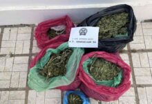 Συνελήφθη-29χρονος-στην-Κω-που-καλλιεργούσε-78-δενδρύλλια-κάνναβης-για-λογαριασμό-άλλου