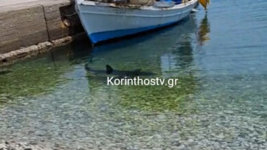 Καρχαρίας-εμφανίστηκε-στα-Λουτρά-Ωραίας-Ελένης-στην-Κόρινθο,-δείτε-βίντεο