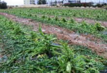 Κρήτη:-Ζημιές-σε-αμπελοκαλλιέργειες-από-την-έντονη-χαλαζόπτωση-στο-Ηράκλειο,-δείτε-βίντεο