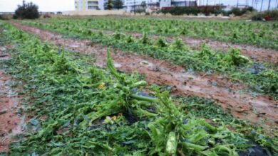 Κρήτη:-Ζημιές-σε-αμπελοκαλλιέργειες-από-την-έντονη-χαλαζόπτωση-στο-Ηράκλειο,-δείτε-βίντεο