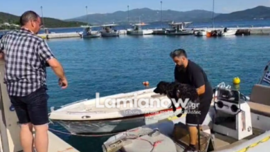 Βίντεο:-Στα-ανοιχτά-της-Γλύφας-κατέληξε-σκύλος,-τον-έσωσαν-με-σκάφος