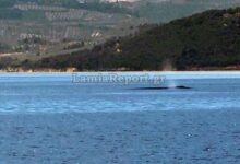 Βίντεο:-Φάλαινα-εμφανίστηκε-ανοιχτά-του-Θεολόγου,-στον-Βόρειο-Ευβοϊκό