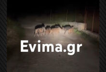 Αγριογούρουνα-συνόδευαν-ντελιβερά-μέσα-στη-νύχτα-στην-Εύβοια,-δείτε-βίντεο