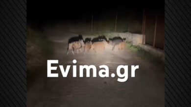 Αγριογούρουνα-συνόδευαν-ντελιβερά-μέσα-στη-νύχτα-στην-Εύβοια,-δείτε-βίντεο