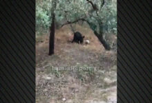 Αγριογούρουνο-στη-Λαμία-«κοντρολάρει»-μπάλα-που-βρήκε-σε-χωράφι,-δείτε-βίντεο