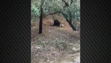 Αγριογούρουνο-στη-Λαμία-«κοντρολάρει»-μπάλα-που-βρήκε-σε-χωράφι,-δείτε-βίντεο