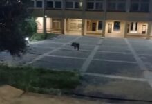 Αγριογούρουνα-εμφανίστηκαν-στην-Πανεπιστημιούπολη-της-Πάτρας,-δείτε-βίντεο