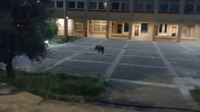 Αγριογούρουνα-εμφανίστηκαν-στην-Πανεπιστημιούπολη-της-Πάτρας,-δείτε-βίντεο