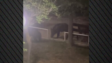 Επιδρομή-από-αγριογούρουνα-σε-παραθαλάσσιο-οικισμό-στον-Βόλο,-δείτε-βίντεο