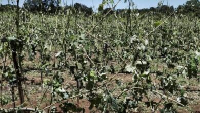 Σοβαρές-καταστροφές-έχει-προκαλέσει-η-χαλαζόπτωση-στα-αμπέλια-της-Ζίτσας-στην-Ήπειρο
