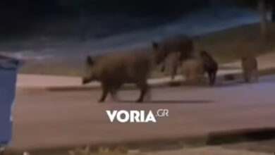 Αγριογούρουνα-κάνουν-«βόλτα»-δίπλα-από-πάρκο-στη-Θεσσαλονίκη,-δείτε-βίντεο