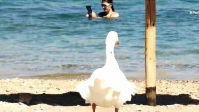 Ο-χήνος-που-δίχασε-τη-Σύρο:-Αντιδράσεις,-καταγγελίες-και-η-απόφαση-του-Δήμου-για-το-Αχλάδι