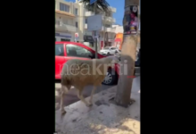Βίντεο:-Πρόβατο-έκανε…-βόλτες-στο-κέντρο-του-Ηρακλείου-Κρήτης-για-ώρες