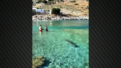 Φώκια-εμφανίστηκε-σε-παραλία-της-Σύμης-και-κολύμπησε-δίπλα-στους-λουόμενους,-δείτε-βίντεο