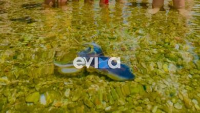 Βίντεο:-Σπάνιο-χταπόδι-εμφανίστηκε-σε-παραλία-της-Εύβοιας