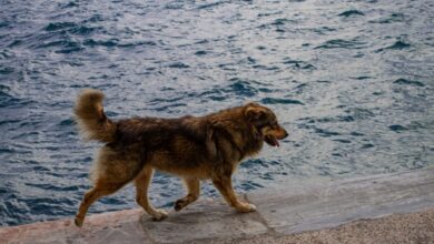 Θεσσαλονίκη:-Σκύλος-δάγκωσε-59χρονο-στη-Νέα-Παραλία,-συνελήφθη-ο-άνδρας-που-τον-πρόσεχε