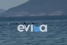 Εντυπωσιακό-βίντεο-από-την-Εύβοια-με-κοπάδι-δελφινιών-δίπλα-σε-λουόμενους