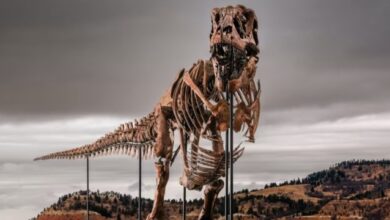 Ένας-σκελετός-t-rex-πουλήθηκε-50-εκατ.-δολάρια-στη-Νέα-Υόρκη