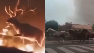 Συγκλονιστικά-βίντεο-με-ζώα-που-παλεύουν-να-ξεφύγουν-από-τις-φλόγες-σε-Ισπανία-και-Γαλλία