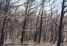 Αποκαρδιωτικές-εικόνες-στο-Ρέθυμνο,-την-επόμενη-μέρα-της-φονικής-πυρκαγιάς