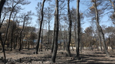 Χαρδαλιάς:-Καμία-ανεμογεννήτρια-σε-καμένες-και-αναδασωτέες-περιοχές-της-Αττικής