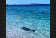 Βίντεο:-Εμφανίστηκε-φώκια-στην-Κινέτα,-κολυμπούσε-στα-ρηχά-δίπλα-στους-λουόμενους