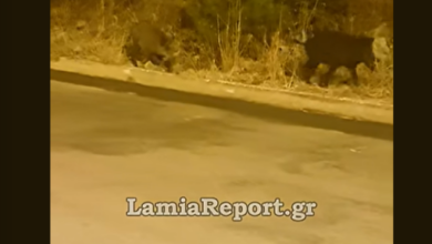 Αγριογούρουνα-βγήκαν-για-βοσκή-έξω-από-σπίτια-στη-Λαμία,-δείτε-βίντεο