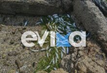 Δεκάδες-νεκρά-ψάρια-ξεβράστηκαν-στην-παραλία-Ροδιές-στην-Χαλκίδα,-δείτε-εικόνες-και-βίντεο