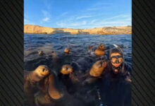 Θαλάσσια-λιοντάρια-«πνίγουν»-στα-φιλιά-κολυμβητή-στην-Αργεντινή,-δείτε-το-viral-βίντεο