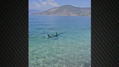 Τεράστιο-ψάρι-εμφανίστηκε-στα-ρηχά-παραλίας-στην-Ψάθα,-δείτε-βίντεο