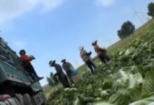 Σάλος-στην-Κίνα:-Βουτούσαν-τα-λάχανα-σε…-φορμαλδεΰδη-για-να-διατηρούνται-φρέσκα
