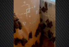 Επέστρεψε-στο-σπίτι-της-στο-Κίεβο-και-βρήκε-εκατοντάδες-νυχτερίδες