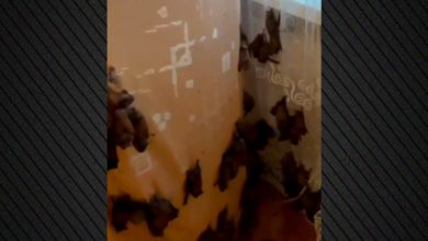 Επέστρεψε-στο-σπίτι-της-στο-Κίεβο-και-βρήκε-εκατοντάδες-νυχτερίδες