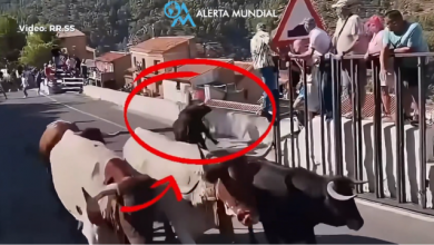 Ταύρος-σκότωσε-64χρονη-σε-φεστιβάλ-στην-Ισπανία,-βίντεο-από-την-στιγμή-της-επίθεσης
