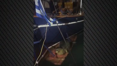 Φώκια-ξαποσταίνει-στη-πλώρη-σκάφους-στα-Καμένα-βούρλα,-δείτε-βίντεο