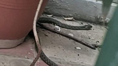 Φίδι-έκανε…-βόλτες-ανάμεσα-σε-γλάστρες-στα-Εξάρχεια,-δείτε-φωτογραφίες