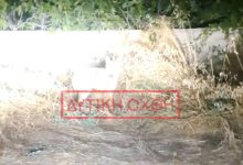 Λύκος-στη-Φυλή-έφτασε-δίπλα-σε-παιδική-χαρά,-δείτε-βίντεο