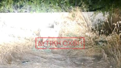 Λύκος-στη-Φυλή-έφτασε-δίπλα-σε-παιδική-χαρά,-δείτε-βίντεο