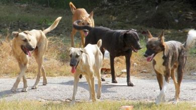 Κτηνωδία-στα-Τρίκαλα:-Σκότωσαν-με-φόλες-11-σκυλιά-που-φυλούσαν-ποιμνιοστάσια
