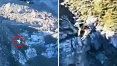 Βίντεο:-Αγελάδα-εγκλωβίστηκε-στα-Πυρηναία-και-μεταφέρθηκε-με-ελικόπτερο-σε-ασφαλές-σημείο