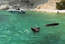 Καταγγελία-ότι-τραυματίστηκαν-αγριόχοιροι-από-προπέλες-σκαφών-στον-Άτοκο