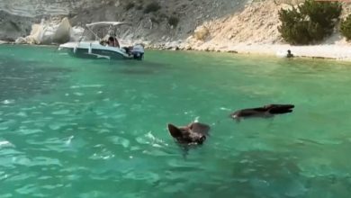 Καταγγελία-ότι-τραυματίστηκαν-αγριόχοιροι-από-προπέλες-σκαφών-στον-Άτοκο